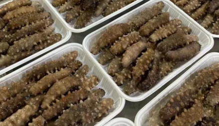 多少斤活海参出一斤拉缸盐