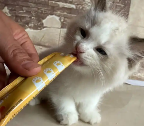 靠谱猫条品牌推荐指南，新手铲屎官须知