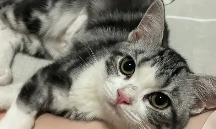 猫咪张嘴吐舌头 猫咪张嘴吐舌头