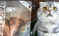 帕特猫粮属于什么档次？帕特猫粮值得买吗？
