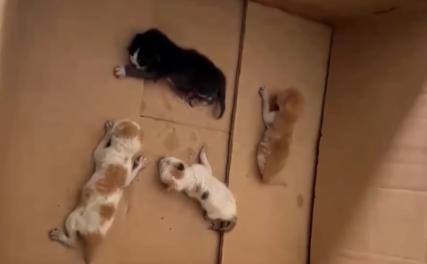 绑在母猫脖子上的4只小猫,被救下送回它的身边后,还是回了喵星 绑在母猫脖子上的4只小猫,被救下送回它的身边后,还是回了喵星