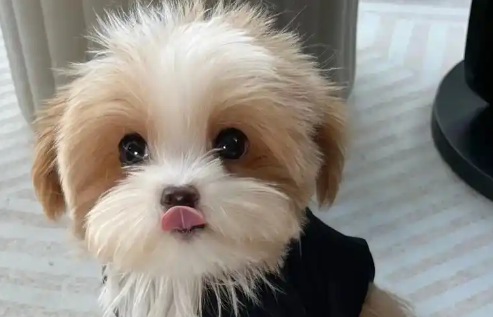 幼犬磨牙期是几个月
