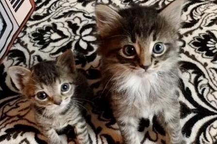 大猫去偷食物被抓,小猫咪隔着门着急的叫,最终都被收养 大猫去偷食物被抓,小猫咪隔着门着急的叫,最终都被收养