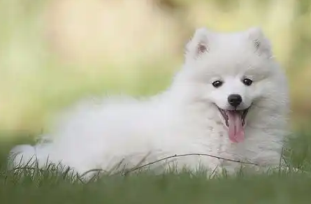 狗狗换牙后牙齿缺了怎么回事