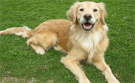狗狗打狂犬疫苗过敏有什么办法缓解