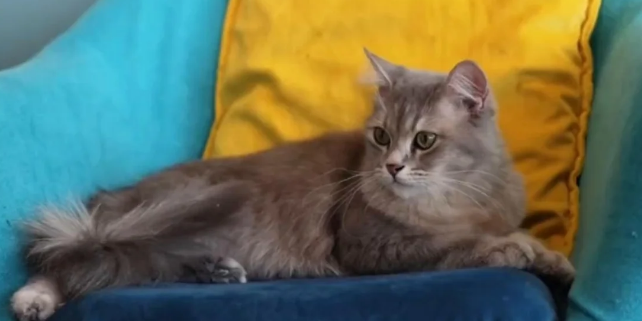 猫咪利尿药吃什么药