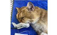 猫咪骨折和扭伤的外在表现
