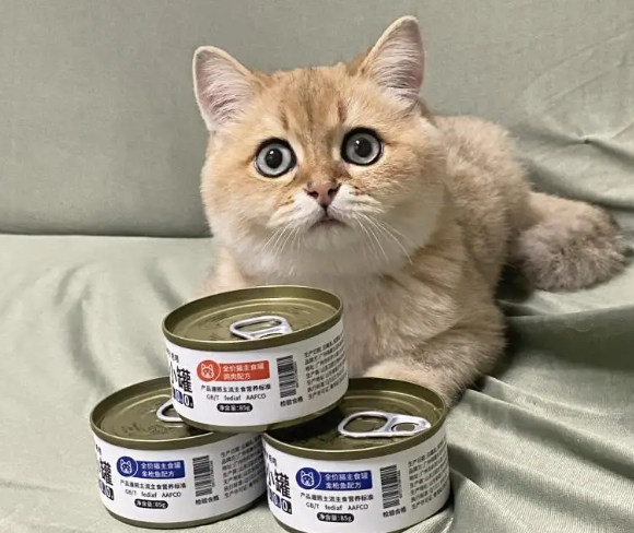 猫罐头多少钱一个?性价比最高的猫罐头非它莫属 猫罐头多少钱一个?性价比最高的猫罐头非它莫属