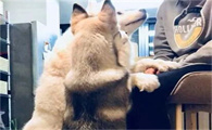 狗狗为什么舔主人的鼻子和嘴