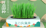涟木猫草怎么养