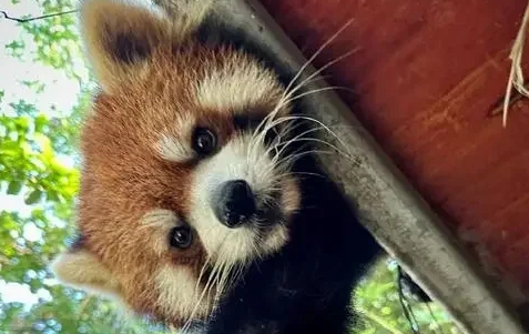红河小熊猫多少一盒 红河小熊猫多少一盒