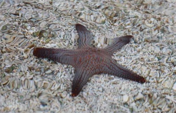 海星的特点是什么 海星的特点是什么