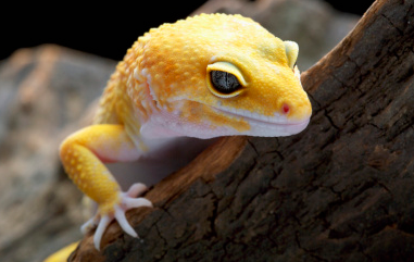 养守宫蜥蜴的危害:理性认识与科学规避 养守宫蜥蜴的危害:理性认识与科学规避