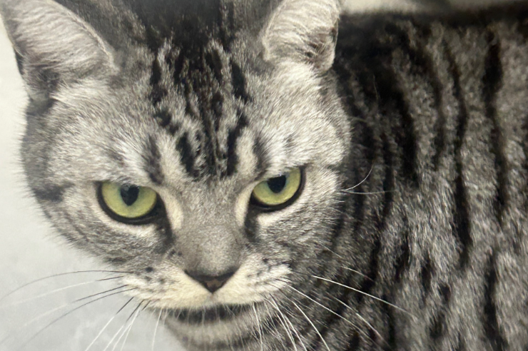 猫得了猫癣怎么治疗 猫得了猫癣怎么治疗