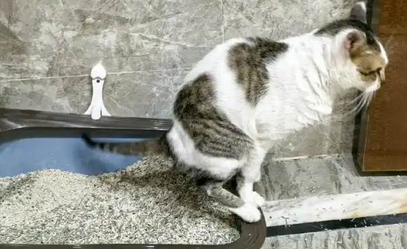 猫咪正常的粪便和软便有什么不同