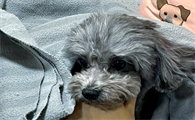 狗狗误打二针狂犬疫苗会死吗?