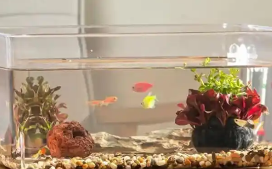 宠街坊鱼缸水浑浊是什么原因