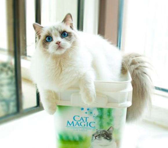 喵洁客猫砂好用吗？喵洁客猫砂蓝标紫标黑标区别是什么？
