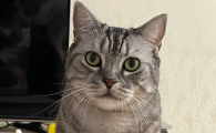 猫咪不出门需要体外驱虫吗