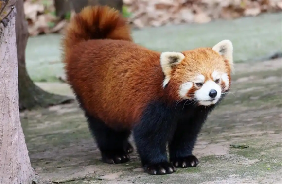 小熊猫是什么样子的 小熊猫是什么样子的