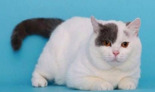 为什么净梵猫不吃东西,净梵猫不吃东西吃什么会好 为什么净梵猫不吃东西,净梵猫不吃东西吃什么会好