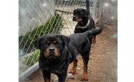 罗威纳犬和德牧谁厉害?两种犬都是非常有战斗力