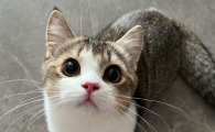 猫咪身上有跳蚤怎么处理