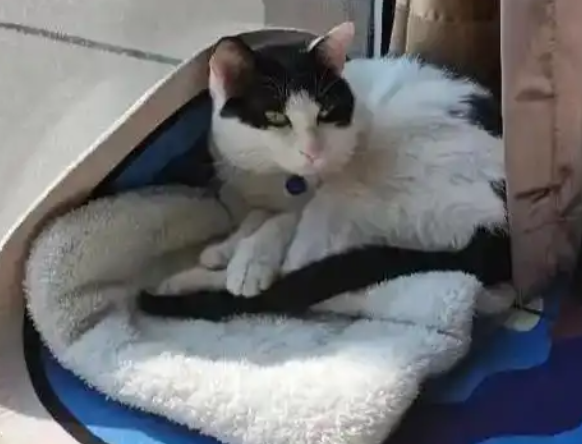 猫咪从43楼坠下奇迹生还,猫咪高空坠落时“易伤不易死” 猫咪从43楼坠下奇迹生还,猫咪高空坠落时“易伤不易死”