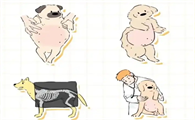 怎么验证狗狗是否怀孕