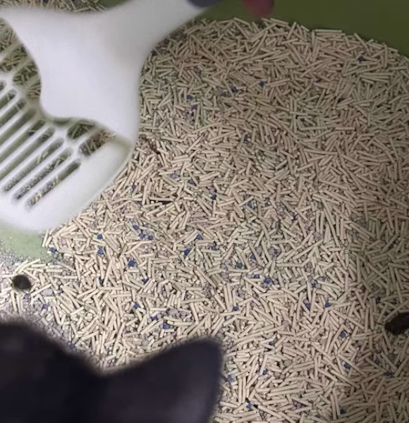 猫砂什么牌子的好？选对才能拥抱清新生活