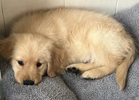 狗狗便秘食欲下降怎么办 狗狗便秘食欲下降怎么办