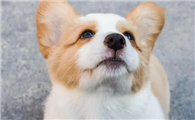 关于威尔斯柯基犬的几条冷知识,最后一条只有13%的人知道