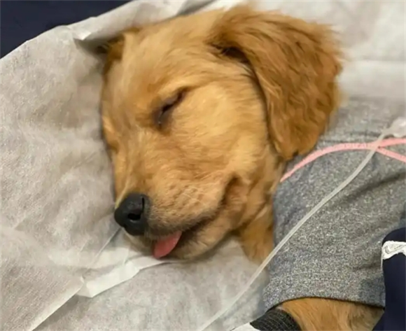 犬细小如何自己治疗 犬细小如何自己治疗