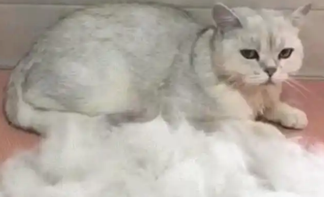 猫咪掉毛严重应该怎么办