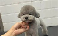 狗狗几个月换毛