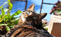 猫肾衰竭如何饮食调理