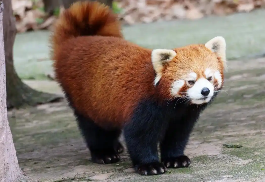 小熊猫哪个国家有 小熊猫哪个国家有