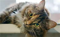 一个半月的小猫可以洗澡么