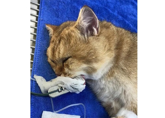 6个多月公猫绝育早吗 6个多月公猫绝育早吗