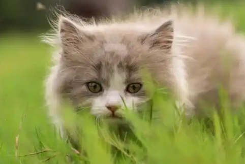 猫咪耳螨和耳虫区别