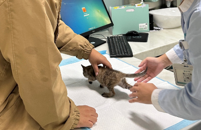 成都一动物医院实习医生虐猫，将猫带到监控死角猛砸？