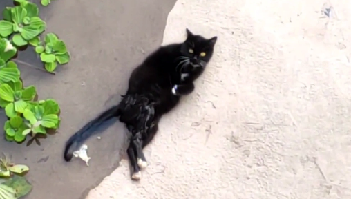 那只被抛弃的瘫痪猫咪,再次遇见人类时,拼命求生的样子看着心疼 那只被抛弃的瘫痪猫咪,再次遇见人类时,拼命求生的样子看着心疼