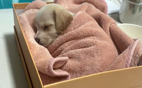 那只穿着小衣服,在寒风里苦等主人的狗狗,不知自己早已被抛弃 那只穿着小衣服,在寒风里苦等主人的狗狗,不知自己早已被抛弃