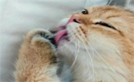 猫咪频繁舔毛会导致毛球症吗