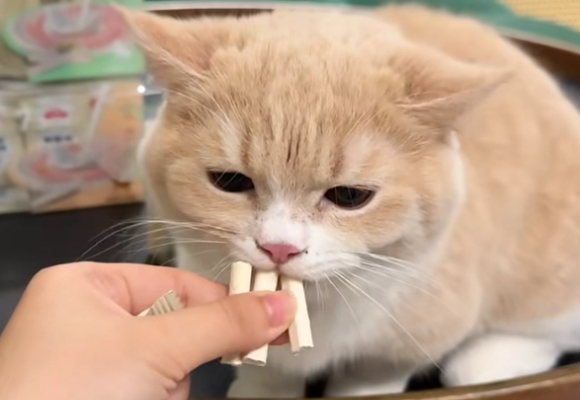 猫零食品牌排行榜揭晓!这家多款零食成猫咪心头好 猫零食品牌排行榜揭晓!这家多款零食成猫咪心头好