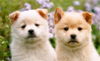 犬瘟狗狗可以吃水果吗