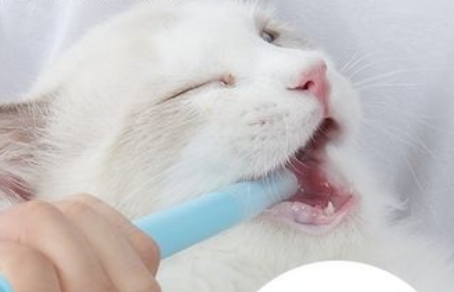 如何喂猫咪驱虫药