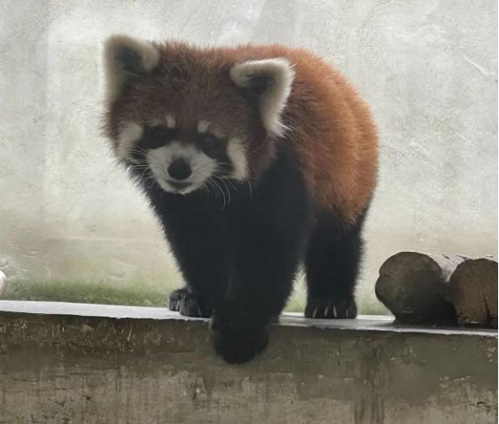 猎捕野生小熊猫,每只叫卖35万?警方通报! 猎捕野生小熊猫,每只叫卖35万?警方通报!