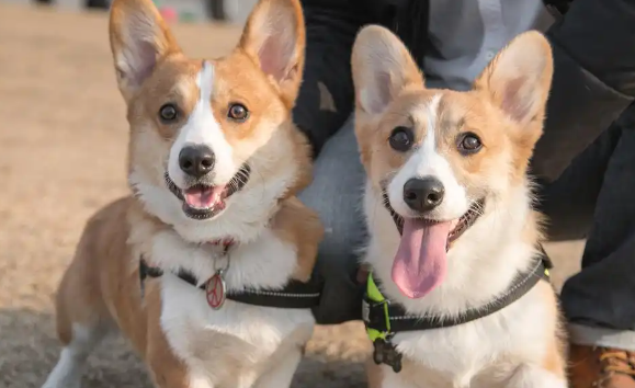威尔斯柯基犬如何选购，这篇文章为你科普