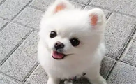 狗狗把尾巴咬出血还在继续咬